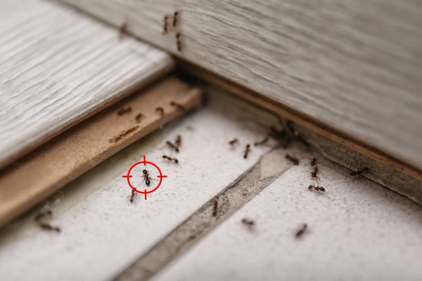 Best Emergency Pest Control  in Summerde, AL